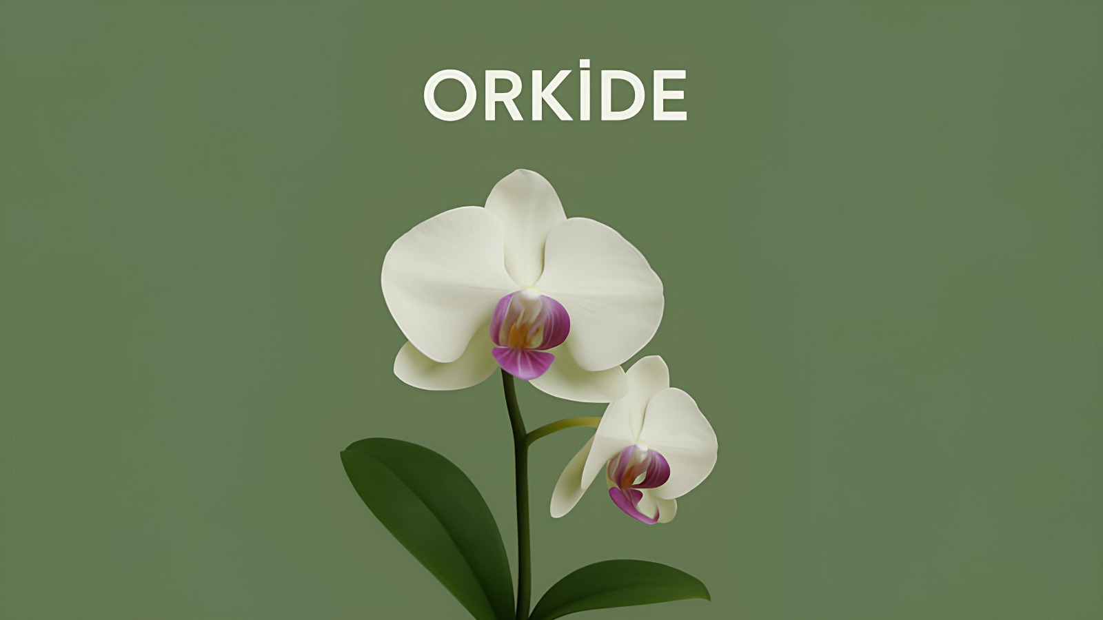 Orkide